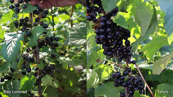 Growing Blackcurrants in North America | Tahsis - Incredible yields, flavor, and growth. - DayDayNews
