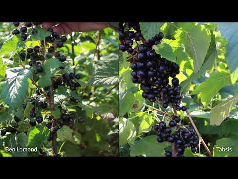 Growing Blackcurrants in North America | Tahsis - Incredible yields, flavor, and growth.