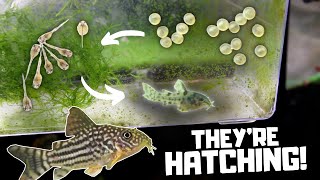 Hatching the Sterbai Corydoras Eggs!