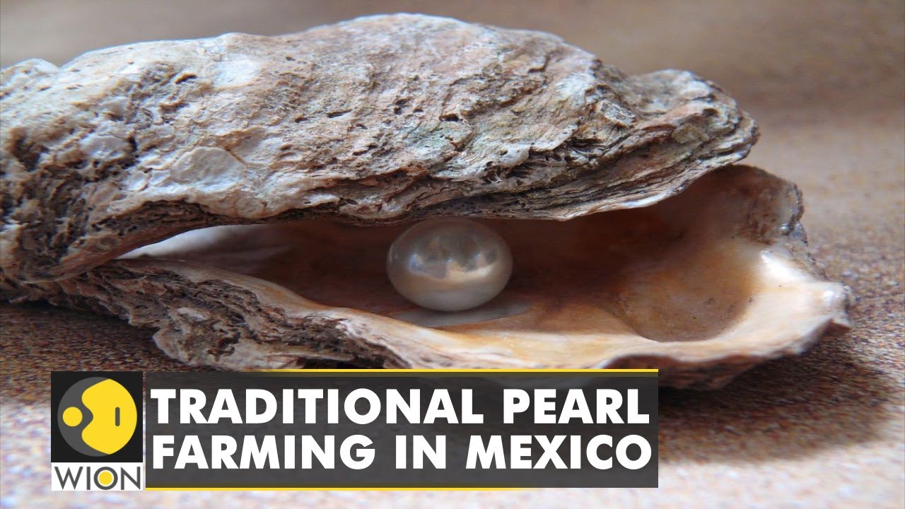 Mexico pearl farmers aim to boost production with biotechnology | Latest English News | World News