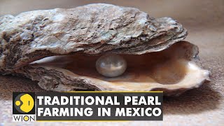 Mexico pearl farmers aim to boost production with biotechnology | Latest English News | World News screenshot 1