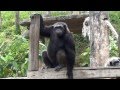 Таиланд Паттайя  открытый зоопарк Кхао Кхео