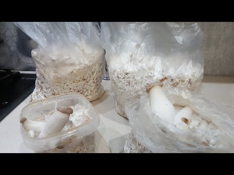 Королевская вешенка - первый  опыт!!!