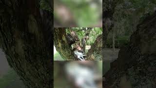 木の上で休む野良猫にやってくる魔の手が…#Shorts