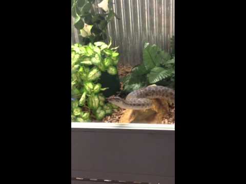 Spotted Python