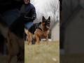 إلا جاك الجيرمان شيبرد كيجري عليك… واش غادي تنجح؟ 😳🐕‍🦺