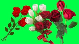 Free Roses Green Screen Video 1