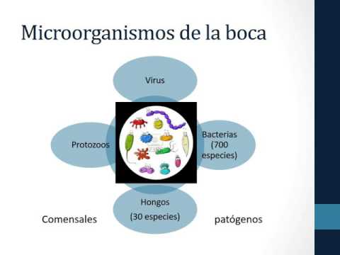 Vídeo: Diferencias De Sexo En La Asociación Del Síndrome Metabólico Con Dolor Lumbar Entre Adultos Japoneses De Mediana Edad: Un Estudio Transversal A Gran Escala