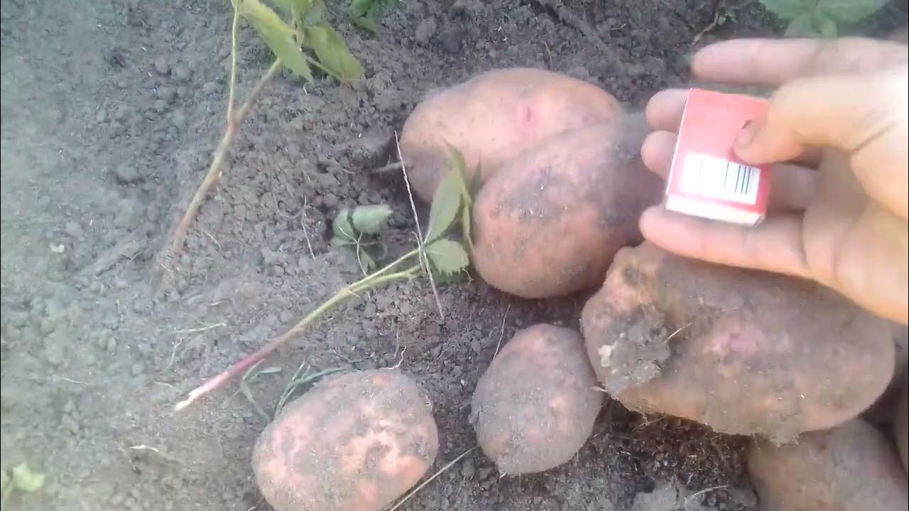 Картофель сравнение сортов Гурмандин,Гала,Лабелла,Маргарита,Гранада ...