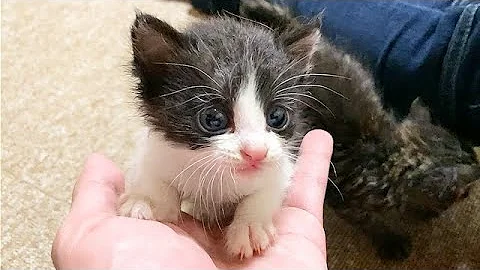 赤ちゃんネコめグロにゃー