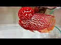 Top 10 most beautiful super red kamfa flowerhorn fish i have never seen