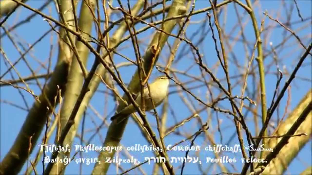 Tjiftjaf, de eerste weer in Nederland te horen/Common chiffchaff back again in the Netherlands.
