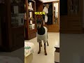 【杜宾安妮】 杜宾还是挺好养活的，你就说对不对吧#doglife #狗狗 #宠物 #animals #pets