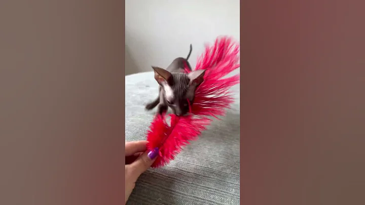 Video 10308961: cornish rex kittens, kitten chocolate, male kitten