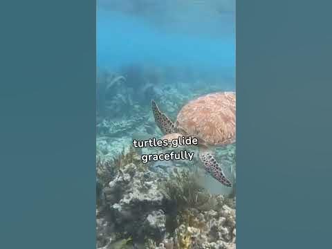 Diving into the Colorful World of Marine Life: Unique Biodiversity of ...