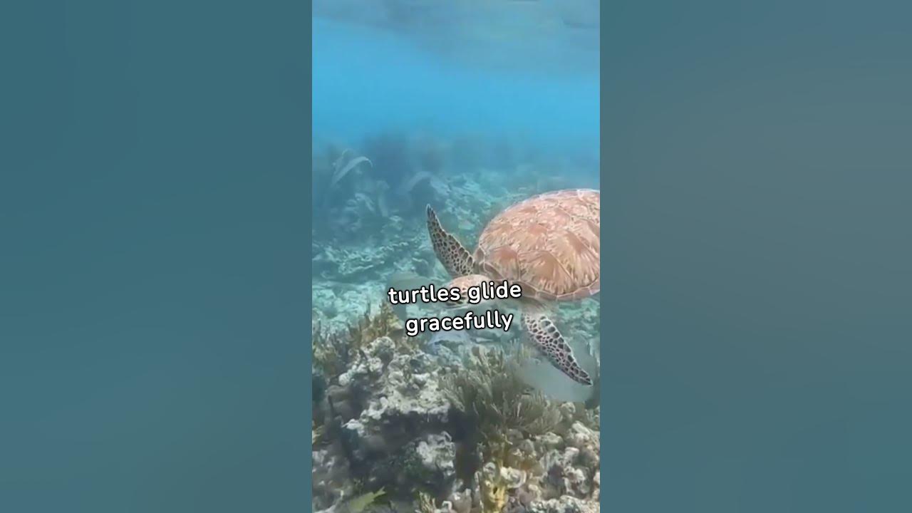 Diving into the Colorful World of Marine Life: Unique Biodiversity of ...