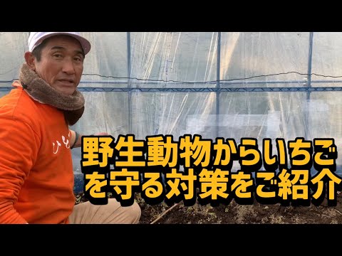 「いちご栽培 いちご農家」野生動物からいちごを守る対策ご紹介