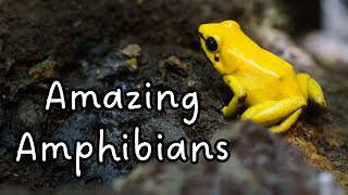 What is an amphibian? | Characteristics of an Amphibian for Kids | Science for Kids | Animal Groups