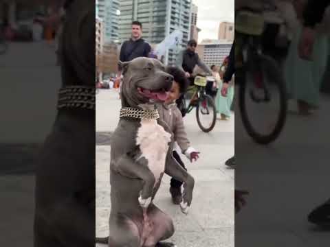 Pit Bull Snaps And Almost Attacks Little Boy Who Kept Hitting Him With A Bottle! #shorts #ytshorts