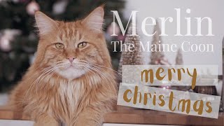 Merry Christmas from Merlin and Mina! by Merlin the Maine Coon 720 views 3 years ago 2 minutes, 52 seconds