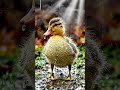 Kasihan Anak Bebek Kehujanan
