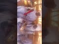 أحمد قندفه المحبك جنه أحمد قندفه المحبك جنه