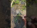 #SUMEDANG#Batu Pasak PiLar#Peradaban Lemuria#NUZANTRA#batuan#sejarah#batu viral