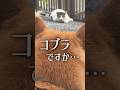 柴犬こむぎが散歩中に猫と遭遇した結果… #柴犬 #猫