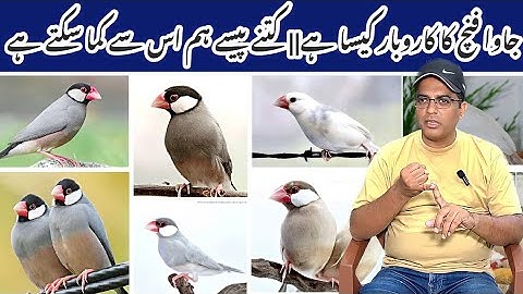 Java Finch Business plan|| Java Farming|| Birds breeding Business