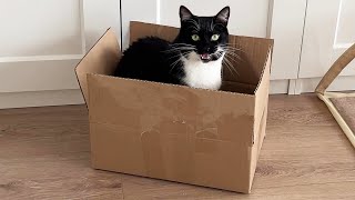 Squeaky Box Has Been Delivered