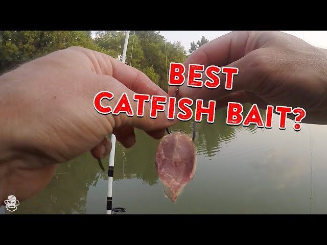 How To Catch Catfish From The Bank