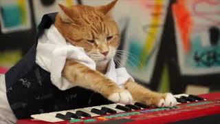 Keyboard Cat Hits The Strobe