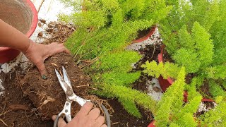 Root Pruning my Foxtail Fern || How to Prune Roots of Foxtail Ferns || Fun Gardening