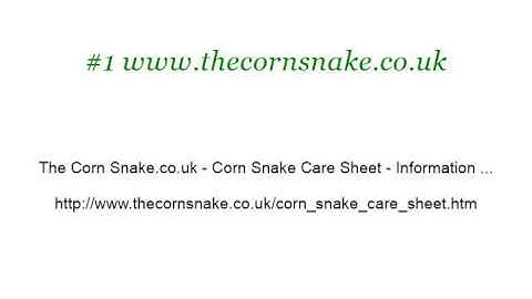 Care For Macklots Python Snakes