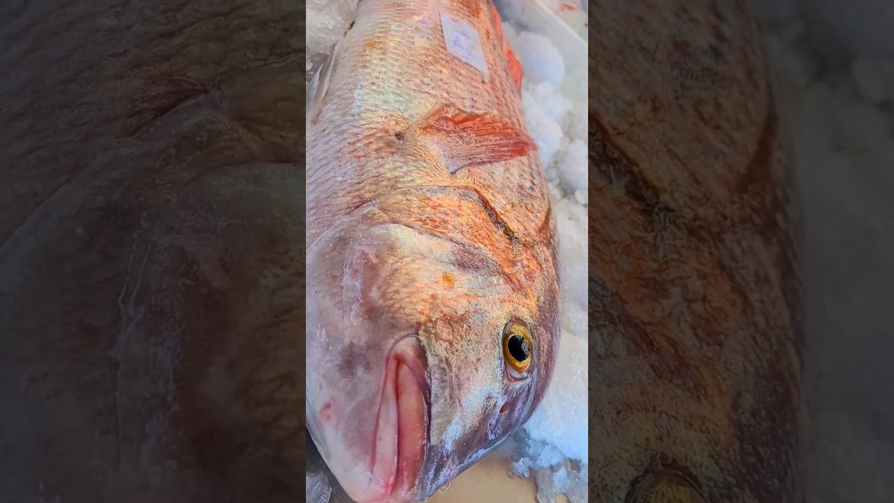 DEV FANGRİNİN RENKLERİ MÜTHİŞTİ.(KARABURUN BALIK MEZATI)shorts