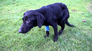 Sick dog beginning to recover by Pete the Vet 4,624 views 11 years ago 21 seconds