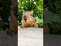 Thats awkward! GG the Squirrel paid actor with perfect comedic timing