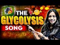 Cellular Respiration and Glycolysis Explained Through Engaging Scenarios