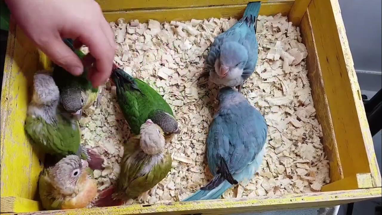 a box of Dragons feeding our hungry drangon parrots YouTube