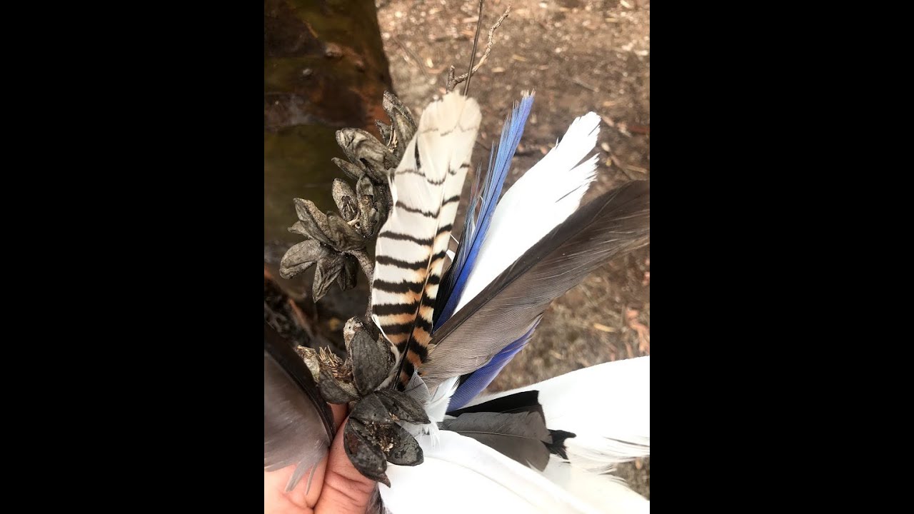 Nature Mission - Feathers