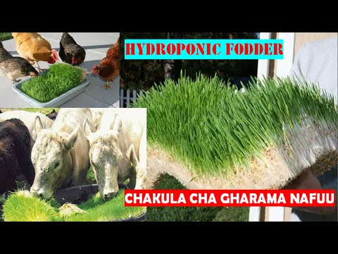 Video: Mboga za Ndani za Hydroponic – Mboga Zinazofaa za Hydroponic za Kukuza