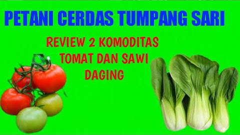 CARA MENANAM TUMPANG SARI 2 KOMODITAS (TOMAT DAN SAWI DAGING)TANI INDONESIA OFFICIAL