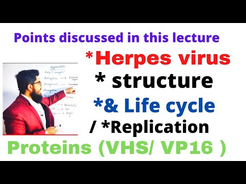 herpes virus| structure of herpes virus | life cycle / replication of herpes virus VHS VP16 proteins