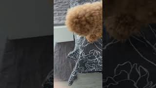 Let’s go for a walk cutedogvideos