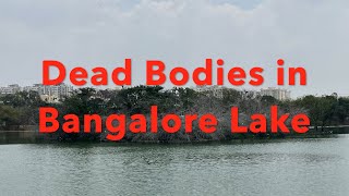 Dead bodies in Bangalore lake - Kaikondrahalli lake, sarjapur, Bangalore, India