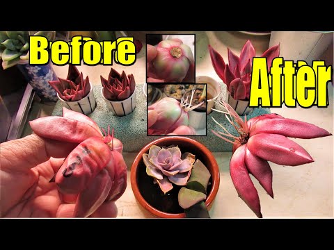 How To Replant Succulents With Roots
