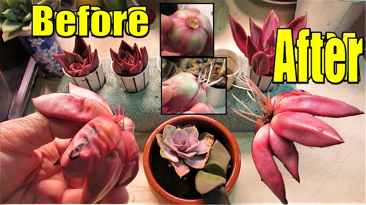 How To Make Succulent Cuttings Root Quickly - DayDayNews