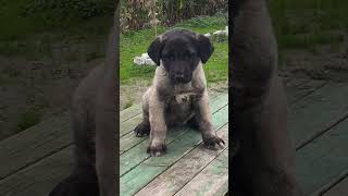 Kara Dayı Kızı Damızlık Büyüyor 🇹🇷 Resimi