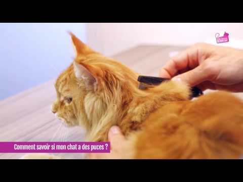Vidéo: Le tillandsia est-il toxique pour les chats ?