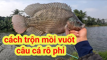 chia sẻ cách trộn mồi vuốt câu cá rô phi hồ dịch vụ